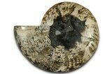 Cut & Polished Ammonite Fossil (Half) - Madagascar #318072-1